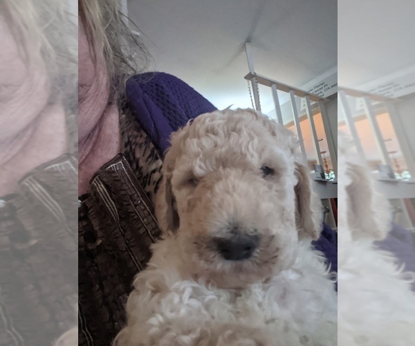 Medium Photo #4 Poodle (Standard) Puppy For Sale in MENLO PARK, CA, USA