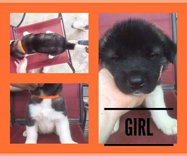 Medium Photo #1 Akita Puppy For Sale in KNOXVILLE, IA, USA