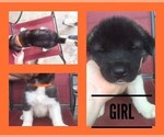 Small Photo #1 Akita Puppy For Sale in KNOXVILLE, IA, USA