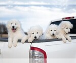 Small Photo #8 Maremma Sheepdog Puppy For Sale in CONWAY, MO, USA