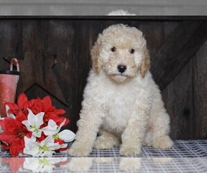 Labradoodle-Poodle (Miniature) Mix Puppy for sale in FREDERICKSBG, OH, USA