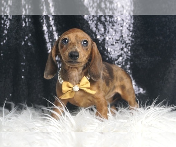 Medium Photo #6 Dachshund Puppy For Sale in WARSAW, IN, USA