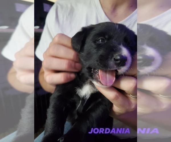 Medium Photo #1 Borador Puppy For Sale in DILLSBORO, IN, USA
