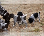 Small Photo #5 German Shorthaired Pointer Puppy For Sale in LEWELLEN, NE, USA