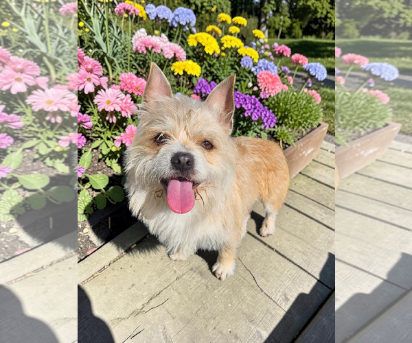 Medium Photo #4 Mutt Puppy For Sale in McKinney, TX, USA