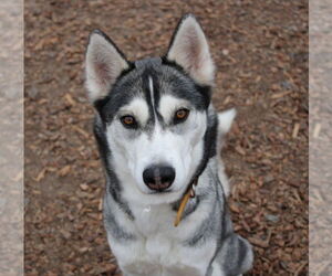 Siberian Husky Dogs for adoption in Petaluma, CA, USA