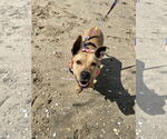 Small #7 American Pit Bull Terrier Mix