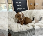 Image preview for Ad Listing. Nickname: Puppy 3