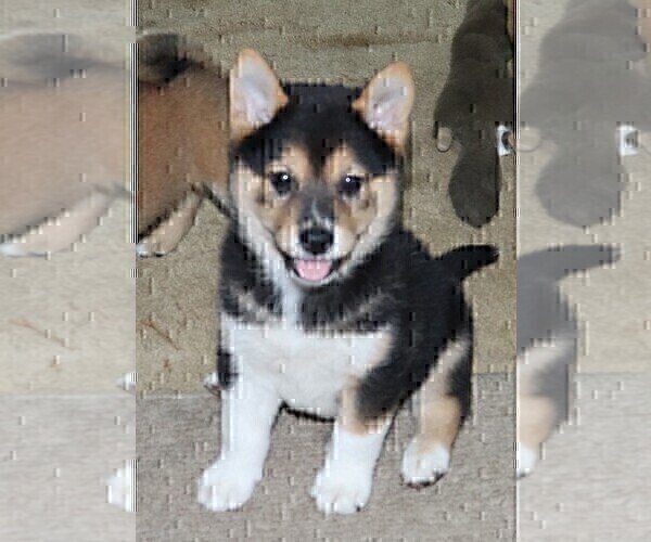 Medium Photo #3 Shiba Inu Puppy For Sale in MANITO, IL, USA