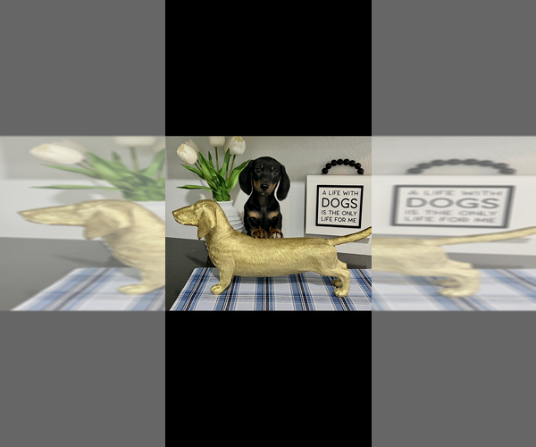 Medium Photo #2 Dachshund Puppy For Sale in NILES, MI, USA