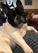Small Photo #9 French Bulldog Puppy For Sale in COURTLAND, AL, USA
