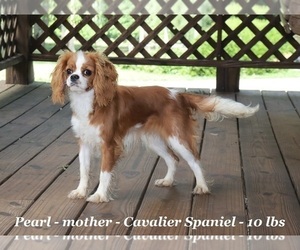 Mother of the Cavapoo puppies born on 03/19/2025