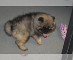 Small Photo #20 Keeshond Puppy For Sale in FAYETTEVILLE, TN, USA