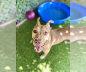 Mutt Dogs for adoption in Rowlett, TX, USA