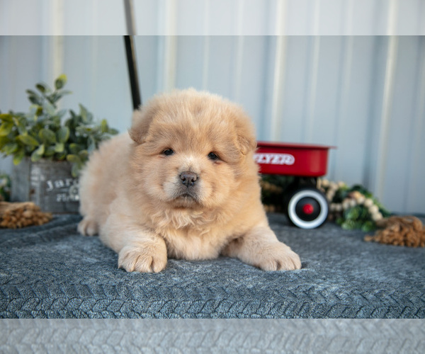 Medium Photo #13 Chow Chow Puppy For Sale in WOLCOTTVILLE, IN, USA