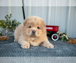 Small Photo #13 Chow Chow Puppy For Sale in WOLCOTTVILLE, IN, USA