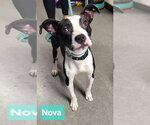 Small #1 American Staffordshire Terrier-Miniature Pinscher Mix