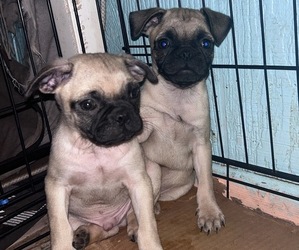 Pug Puppy for sale in COVINA, CA, USA