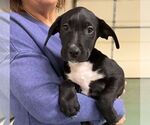 Small #6 Catahoula Leopard Dog-Labrador Retriever Mix