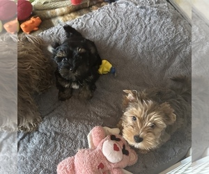 Yorkshire Terrier Puppy for Sale in VICTORVILLE, California USA