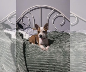 Mutt Dogs for adoption in Woodbury, NY, USA