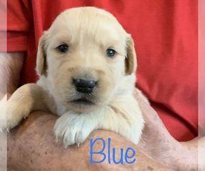 English Cream Golden Retriever Puppy for sale in HIDDENITE, NC, USA