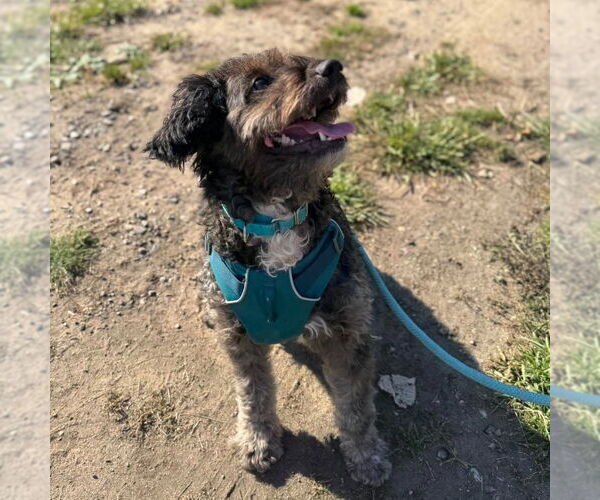 Medium Photo #2 Australian Shepherd-Unknown Mix Puppy For Sale in Muskegon, MI, USA