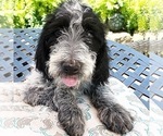 Puppy 0 Poodle (Standard)-Wirehaired Pointing Griffon Mix