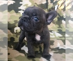 Small Photo #39 French Bulldog Puppy For Sale in CORONA, CA, USA