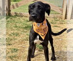 Small #2 Labrador Retriever Mix