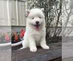 Small Photo #2 Pomsky Puppy For Sale in DOVER, DE, USA