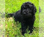 Small Photo #2 Labradoodle Puppy For Sale in RALEIGH, NC, USA