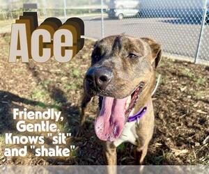 Labrador Retriever-Plott Hound Mix Dogs for adoption in Denver, CO, USA