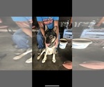 Small Photo #1 German Shepherd Dog Puppy For Sale in DANVILLE, IL, USA