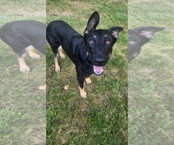 Medium Photo #7 German Shepherd Dog Puppy For Sale in New Hill, NC, USA