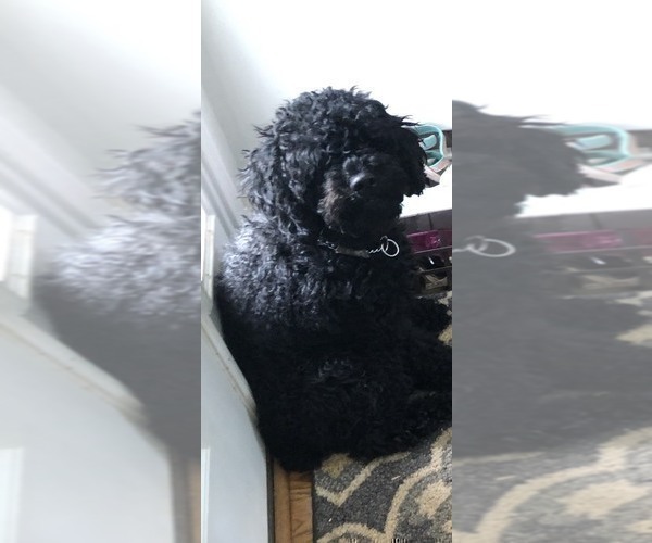 Medium Photo #1 Labradoodle Puppy For Sale in BOILING SPRINGS, SC, USA
