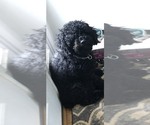 Small Photo #1 Labradoodle Puppy For Sale in BOILING SPRINGS, SC, USA