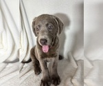 Small #2 Labrador Retriever