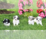 Small #1 Cavapoo