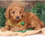Small #8 Cavapoo