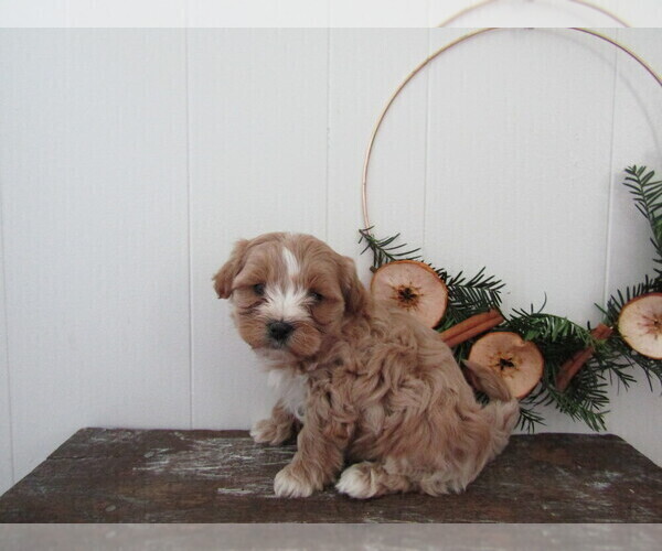 Medium Photo #2 Maltipoo (Miniature) Puppy For Sale in SUGARCREEK, OH, USA