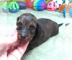Small #3 Dachshund