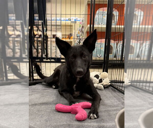 Medium Photo #5 Border Collie-Unknown Mix Puppy For Sale in Bolivar, MO, USA