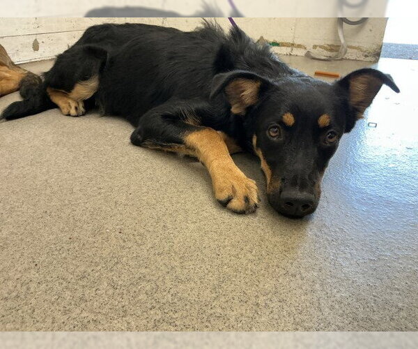 Medium Photo #1 Mutt Puppy For Sale in San Bernardino, CA, USA