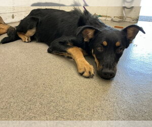 Mutt Dogs for adoption in San Bernardino, CA, USA