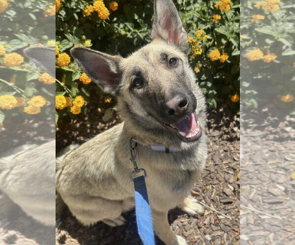 Medium Photo #4 German Shepherd Dog Puppy For Sale in Phoenix, AZ, USA
