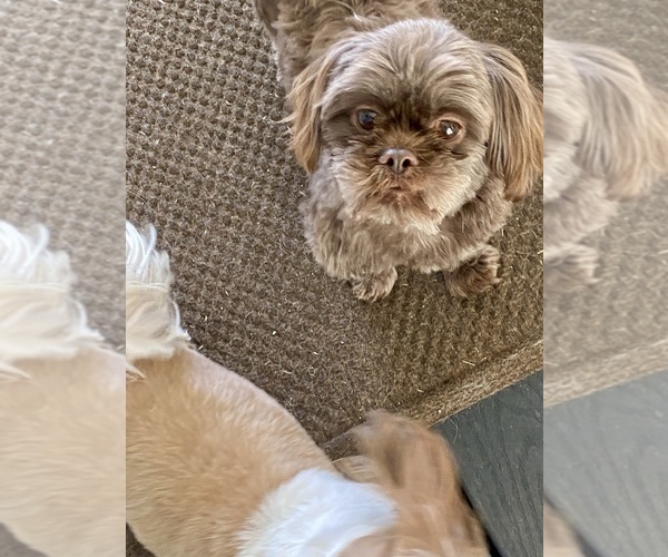 Medium Photo #1 Shih Tzu Puppy For Sale in KETTLE FALLS, WA, USA