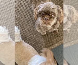 Father of the Shih Tzu puppies born on 07/25/2025