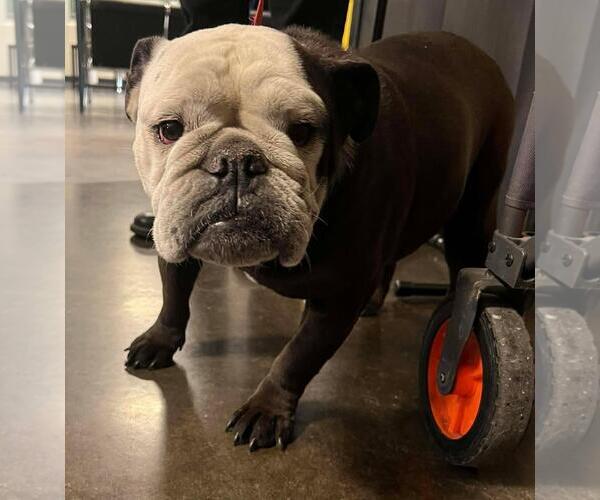 Medium Photo #1 Bulldog-Unknown Mix Puppy For Sale in Rockwall, TX, USA