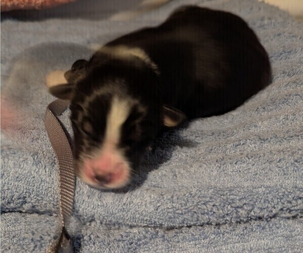 Medium Photo #36 Australian Shepherd Puppy For Sale in SYLVA, NC, USA